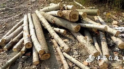 林木采伐制度丨新修订《森林法》系列专题解读之六_规定