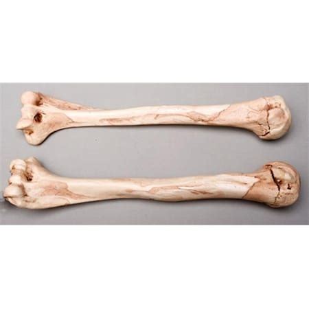 Skeletons And More Skeletons and More SM374DA Aged Humerus Bones Left ...