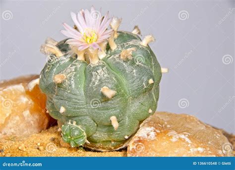 Blooming Lophophora Williamsii - Peyote Cactus Stock Photo - Image of ...