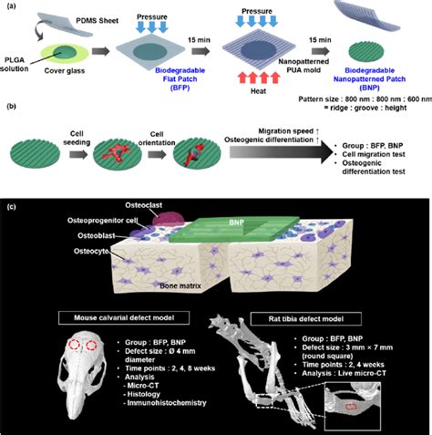Image result for Quest BNP Process Lab