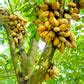 Nam Nam Fruit Plants (Cynometra Cauliflora) – veliyathgardens