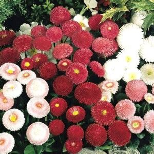 JRYU Daisy Flower Seed Price in India - Buy JRYU Daisy Flower Seed ...