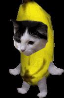 Image result for Cat Writing Python Code