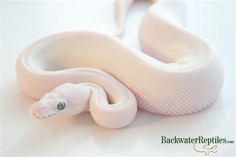 Image result for Leucistic Ball Python
