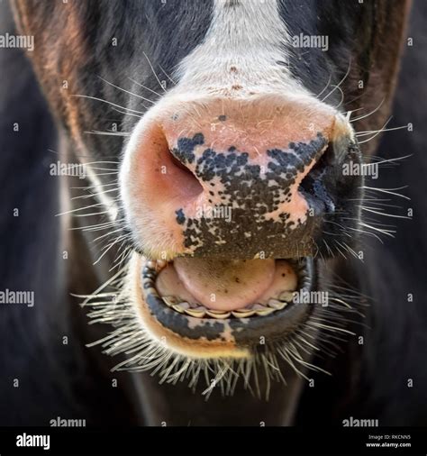 Close up of nose, mouth and face of cow on a farm Stock Photo - Alamy