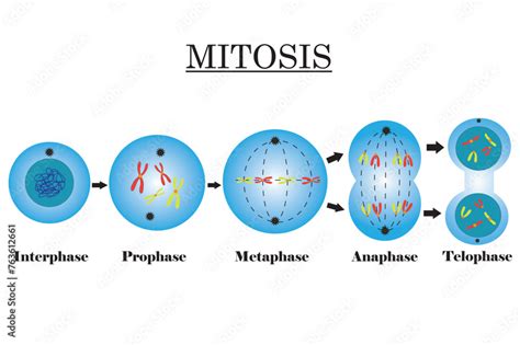 Image result for Scnt Cell Reprogramming