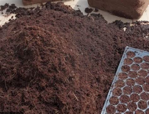 D Traders Cocopeat for Home Gardening & Plants- 1 Kg : Amazon.in ...