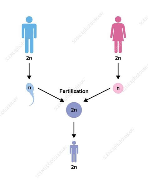 Image result for Science Human Reproduction