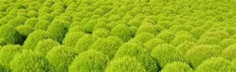 SRI SAI FORESTRY Kochia Burning Bush Seeds (Green Red Mix) Kochia Seeds ...