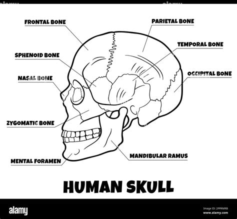 human skull bones anatomy diagram illustration Stock Vector Image & Art ...