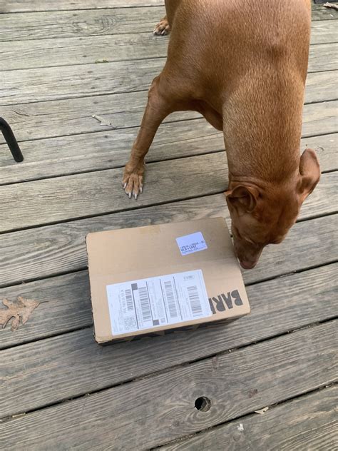 BarkBox Review: Why This Dog Subscription Box is Worth the Hype ...