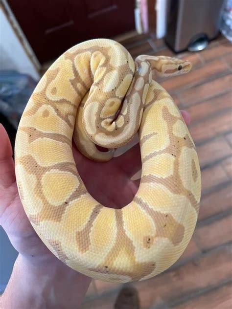 Image result for Beautiful Ball Python