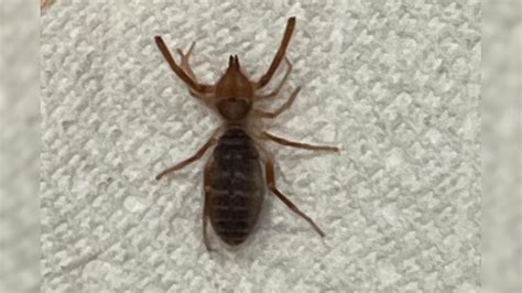 दिसायला छोटा पण सापाचाही जीव घेऊ शकतो; तुमच्या घरात तर नाही ना हा जीव?