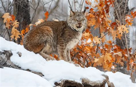 Wallpaper winter, look, snow, nature, lynx, face for mobile and desktop ...