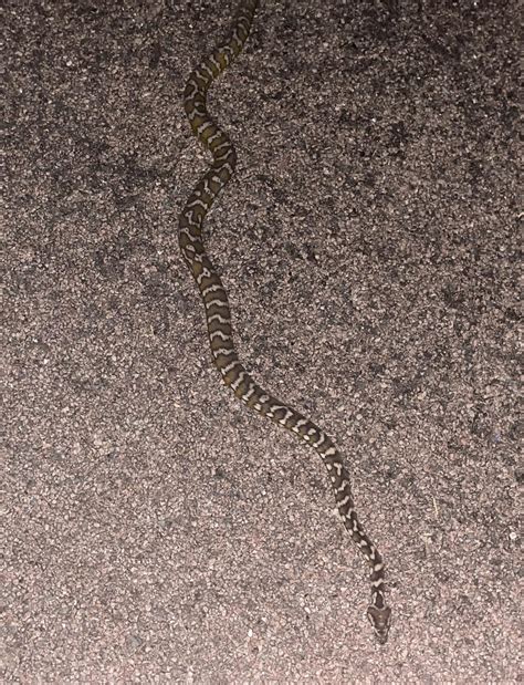 Image result for Green Australian Carpet Python