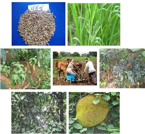 TNAU Agritech Portal :: Indigenous Farming