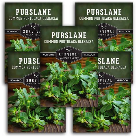 Purslane – Heirloom Summer Green Seeds – SurvivalGardenSeeds