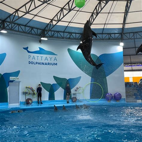 PATTAYA DOLPHINARIUM - All You Need to Know BEFORE You Go 2026 (with ...