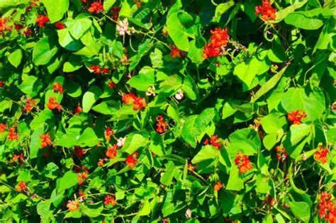 Runner Bean Problems 的图像结果