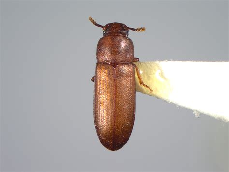 Red flour beetle