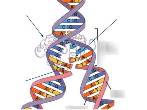 DNA Replication Structure 的图像结果