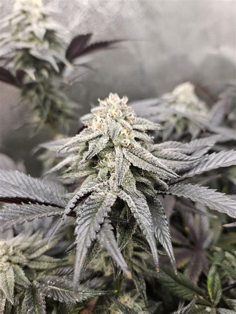 Pink runtz & Garlic Icing d37 : r/Craftmarijuana