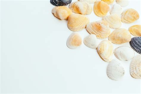 Image result for Isolated Shells