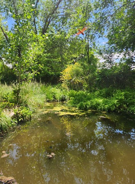 Restoring Balance: Herbal Allies and Radical Practices for Nervous ...