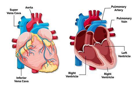 Non-Invasive Cardiology 的图像结果