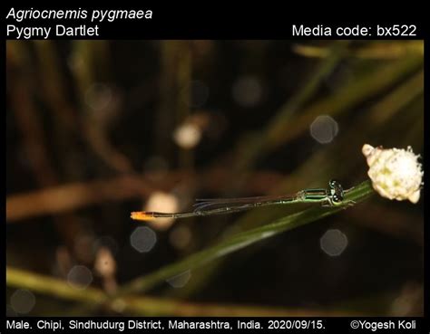 Agriocnemis pygmaea Rambur, 1842 - Pygmy Dartlet | Odonata