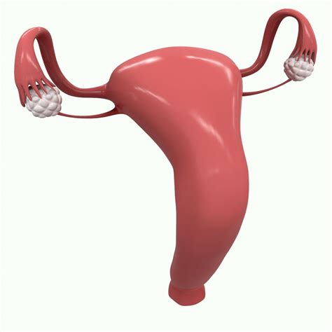 Image result for Reproductive System 3D Model