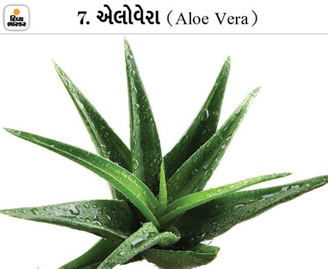 Learn about 10 room plants suggested by NASA that will increase oxygen ...