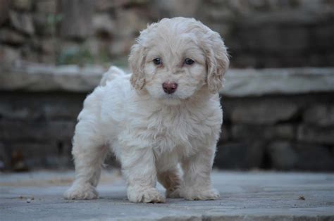 Colors - Best Cockapoos