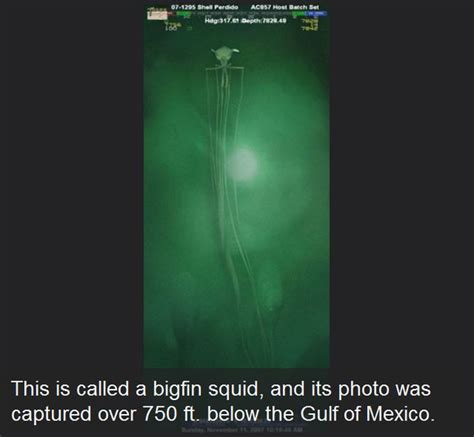 Image result for Terrifying Real Pictures