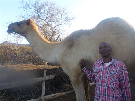 Why Do Camels Spit Out Their Stomach - Jhu Innovations
