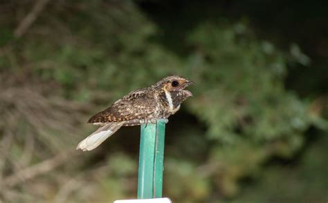 The secrets hidden in the song of Whip-poor-wills - The Lonesome Whip ...