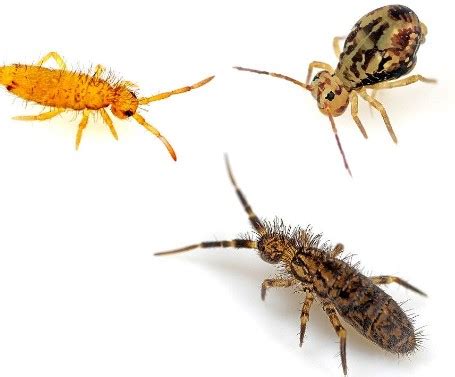 Image result for SpringTails On Humans