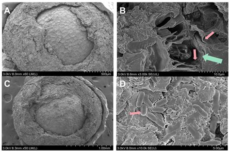 Seed Pelleting with Gum Arabic-Encapsulated Biocontrol Bacteria for ...