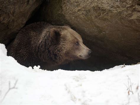 8 Hibernating Animals Climate Change Could Wake Up