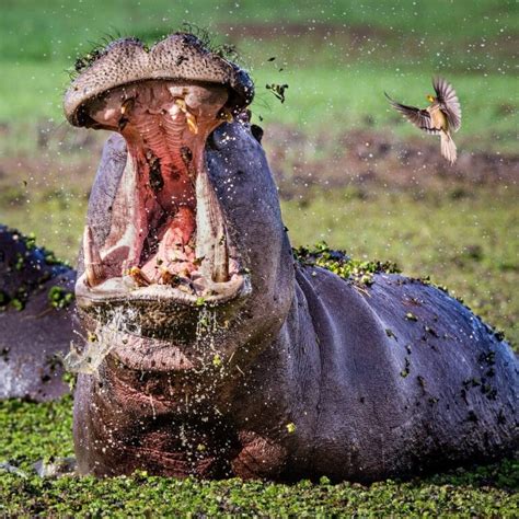 Image result for Hippo Has Exploding Diarrhea