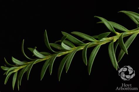 Podocarpus alpinus - Tasmanian Podocarp | Hoyt Arboretum, Portland ...