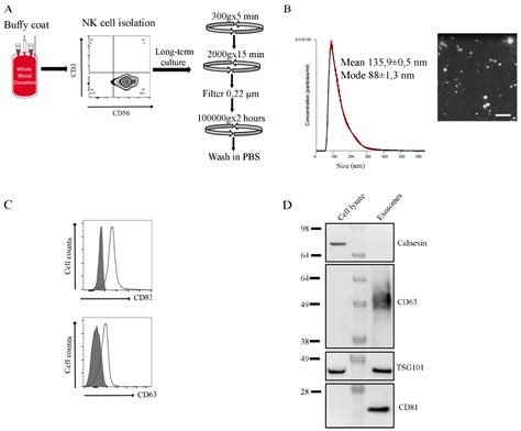 Characterization of Human NK Cell-Derived Exosomes: Role of DNAM1 ...