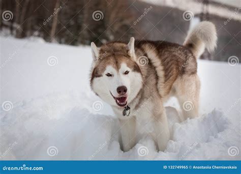 Portrait of Cute Howling Siberian Husky Dog Standing on the Snow in the ...