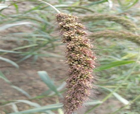 Genome Editing Targets