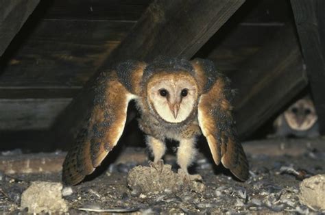 Learn about barn owl studies in Missouri at April 18 MDC virtual program