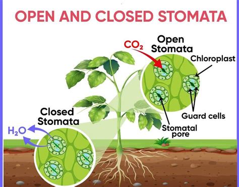 Entry #9 by aganeshraj2003 for Create a explainer poster infographic on ...