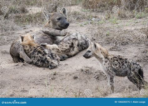Spotted Hyena Giving Birth