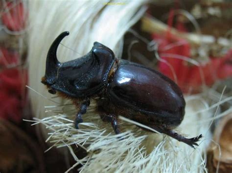 Gergedan Böceği (Oryctes nasicornis)