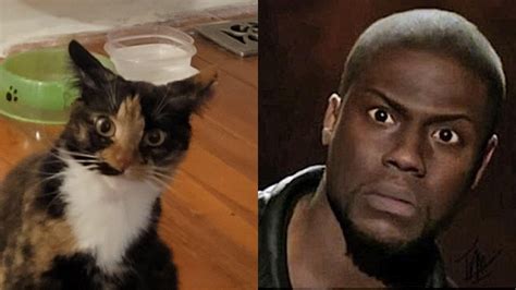 That Face Kevin Hart Memes