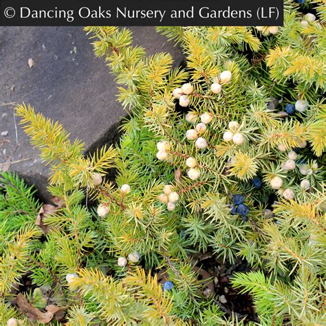 Juniperus conferta 'All Gold', Golden Shore Juniper – Dancing Oaks ...